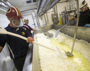 Rovey Dairy cheese making